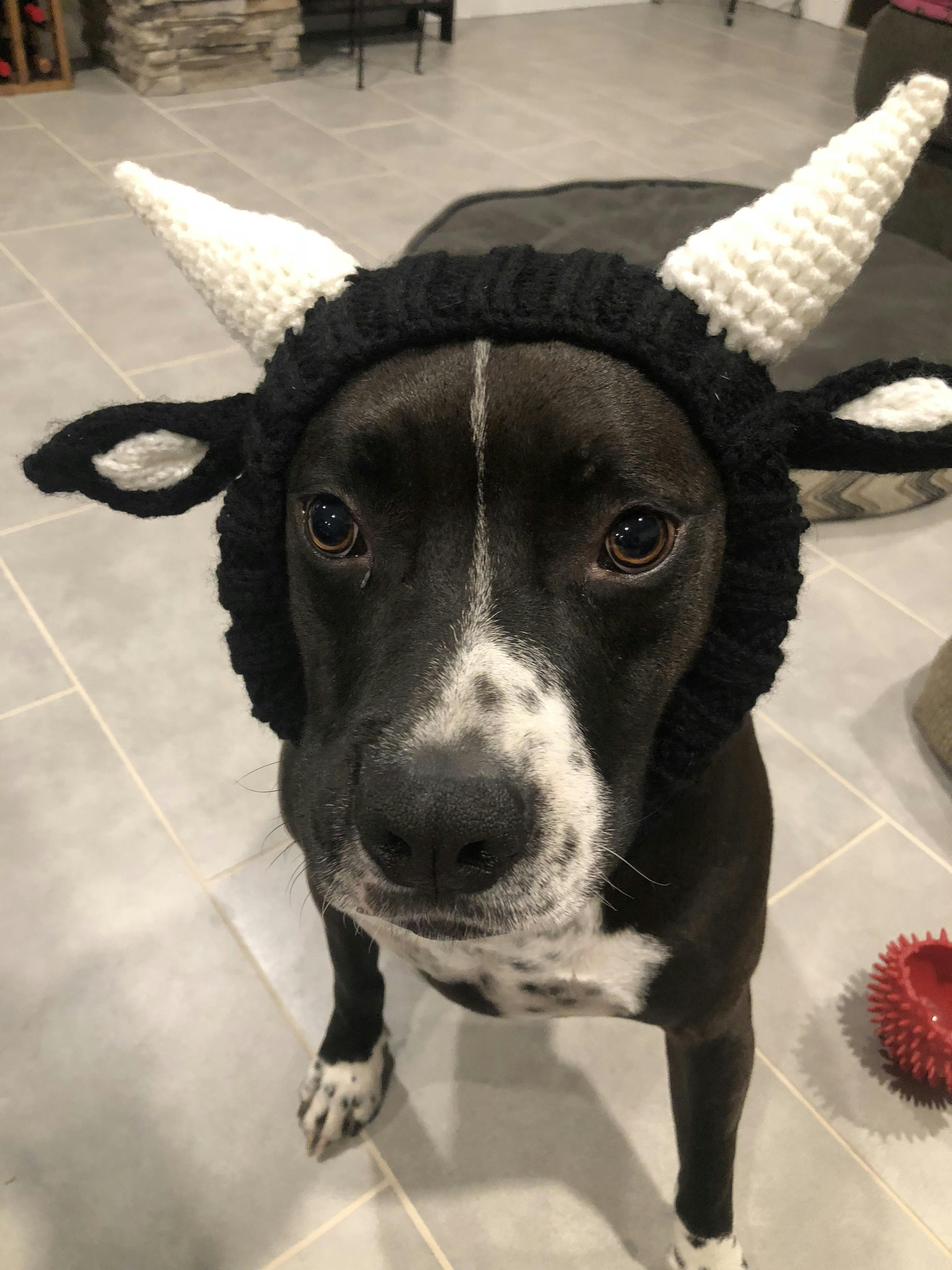 Bull Cow Dog Snood Knit Dog Costume by Zoo Snoods